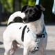 thumbnail image 2 of Collar Para Perros Talla L, 2 of 2