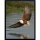 thumbnail image 1 of Cuadro Decorativo Águila Medidas 30x40 CM, 1 of 2