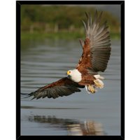 Genérico - Cuadro Decorativo Águila Medidas 30X40 Cm