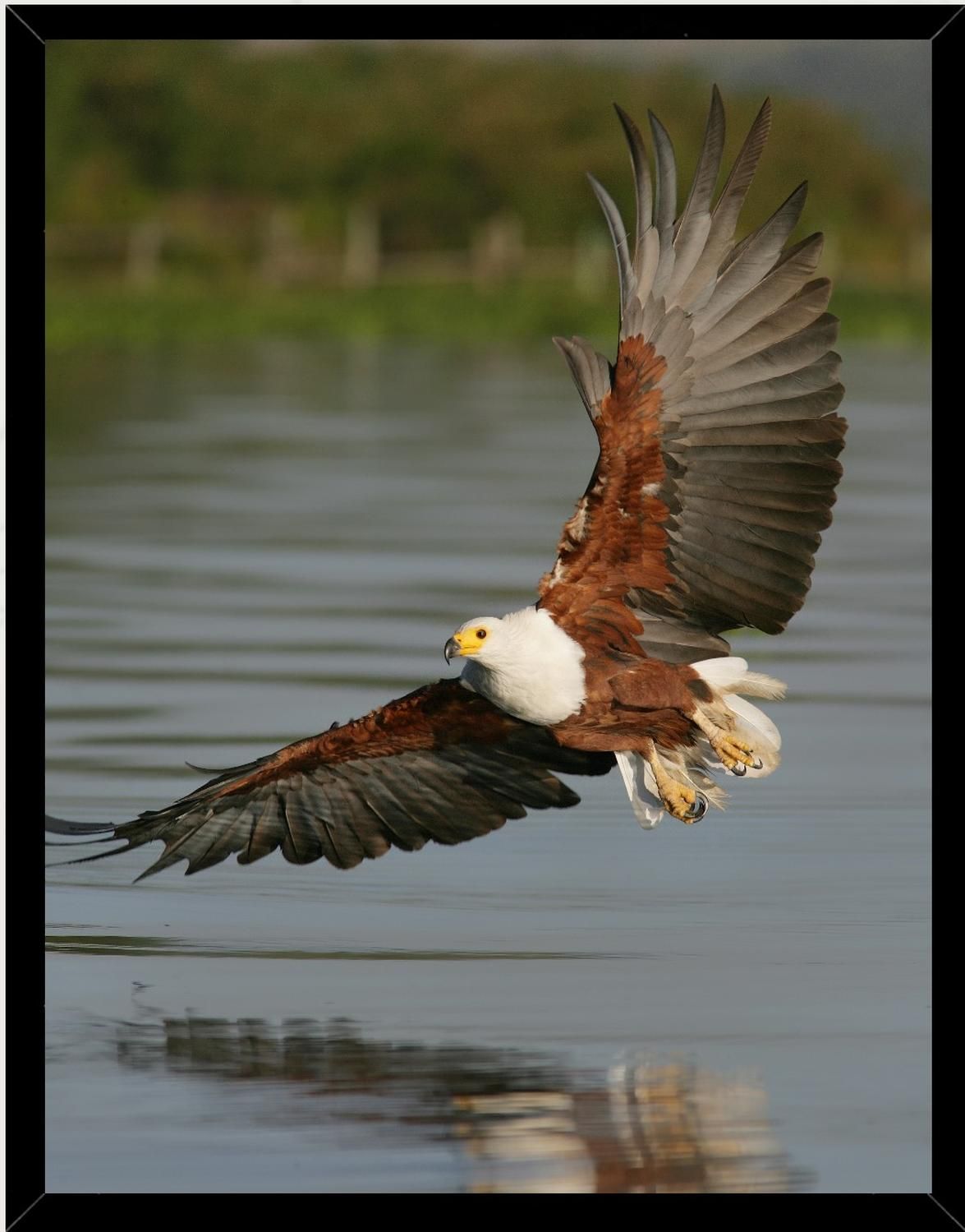Genérico - Cuadro Decorativo Águila Medidas 30X40 Cm
