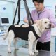thumbnail image 3 of Arnés de elevación para perro INKNOTE XL con bolsillo de cuerpo completo, 3 of 7