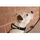 thumbnail image 3 of Collar para perros Starmark Pro-Training grande para todas las etapas de la vida, 3 of 4