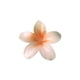 thumbnail image 5 of Clip para Cabello, Flor, 1 Un, 5 of 9