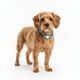 thumbnail image 2 of Collar de Perro con Soporte GPS Localizador, 2 of 2