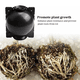 thumbnail image 4 of Grow Your Garden with Ease: 10pcs Reusable Plant Root Growing Box Cutting Grafting Rooting Box Garden Rooting Propagation Ball Breeding Equipment, 4 of 4