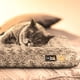 thumbnail image 5 of Colchón Pet Dreams M, 5 of 7