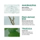 thumbnail image 3 of Almohadillas de tóner SOME BY MI AHA BHA PHA 30 Days Miracle Truecica, 3 of 7