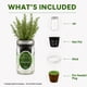 thumbnail image 4 of Kit hidropónico para cultivar hierbas Environet en frasco Mason de romero, 4 of 8