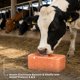 thumbnail image 4 of Bloque de Sal The Original Salt Co 2,3 kg con Vitaminas A y E, 4 of 7