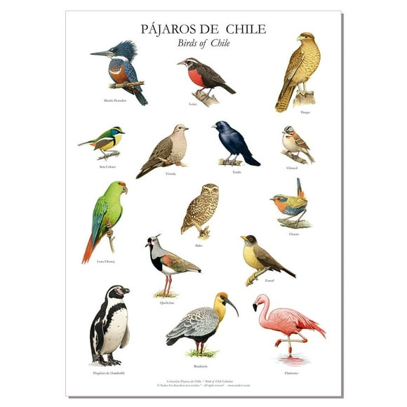 Poster De 15 Pájaros Chilenos