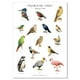 thumbnail image 1 of Poster De 15 Pájaros Chilenos, 1 of 2