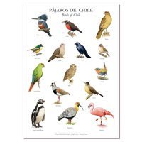 Andes1 - Poster De 15 Pájaros Chilenos