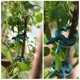 thumbnail image 4 of Clips de Soporte para Plantas PERSZEN 80 Piezas Plástico Verde y Acero, 4 of 7