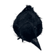 thumbnail image 2 of Cuervo Realista Emplumado Negro Halloween 2025, 2 of 5