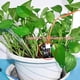 thumbnail image 3 of Sistema inteligente de riego WayinTop mejorado para plantas de jardín, 3 of 6
