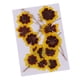 thumbnail image 3 of 12x real presionado flores secas gato cara crisantemo diy artesanía decoraciones, 3 of 5