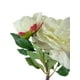 thumbnail image 2 of Peonia Con Boton Blanca 54cm Con Acabado Natural, 2 of 3