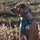 thumbnail image 2 of Arnés para perro Embark Pets mediano reflectante antitirones, 2 of 9