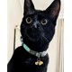 thumbnail image 3 of Collar Rogz Urban Luna Turquesa S/M para gato, 3 of 7