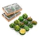 thumbnail image 1 of Pack 12 velas aromáticas cactus decorativas verde, 1 of 3
