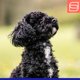 thumbnail image 2 of Collar para perro Herm Sprenger 32 cm negro de acero inoxidable, 2 of 4