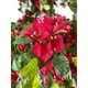 thumbnail image 2 of Planta Decorativa Arbol de Buganvilla 150Cm, 2 of 3