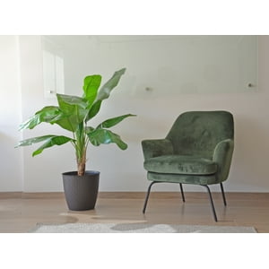 Arbusto Real - Planta Artificial Banano 120 Cm. / 12 Hojas Premium.