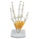 thumbnail image 3 of Modelo De Articulación De Mano De Tama?o Real, Modelo De Anatomía Humana, Herramientas De Aprendizaje Para Ni?os, 3 of 5