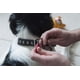 thumbnail image 5 of Collar Petmate Dogzilla rosa para perro, tamaño mediano, 10-16 pulgadas, 5 of 5