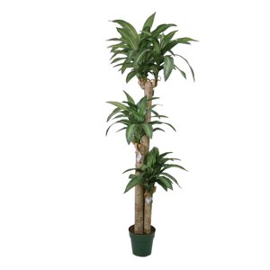 Corel - Planta Decorativa Arbol Dracena 166Cm