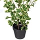 thumbnail image 3 of Planta artificial Vickerman, triángulo abigarrado, ficus, 24 pulgadas, 3 of 4