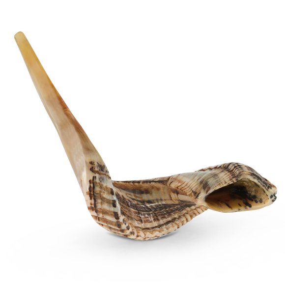 Shofar de Carnero Yomtov Shalom 15-17 cm Kosher Israel