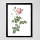 thumbnail image 1 of Cuadro Decorativo 35x45 Botánica Rosa Bifera, 1 of 2