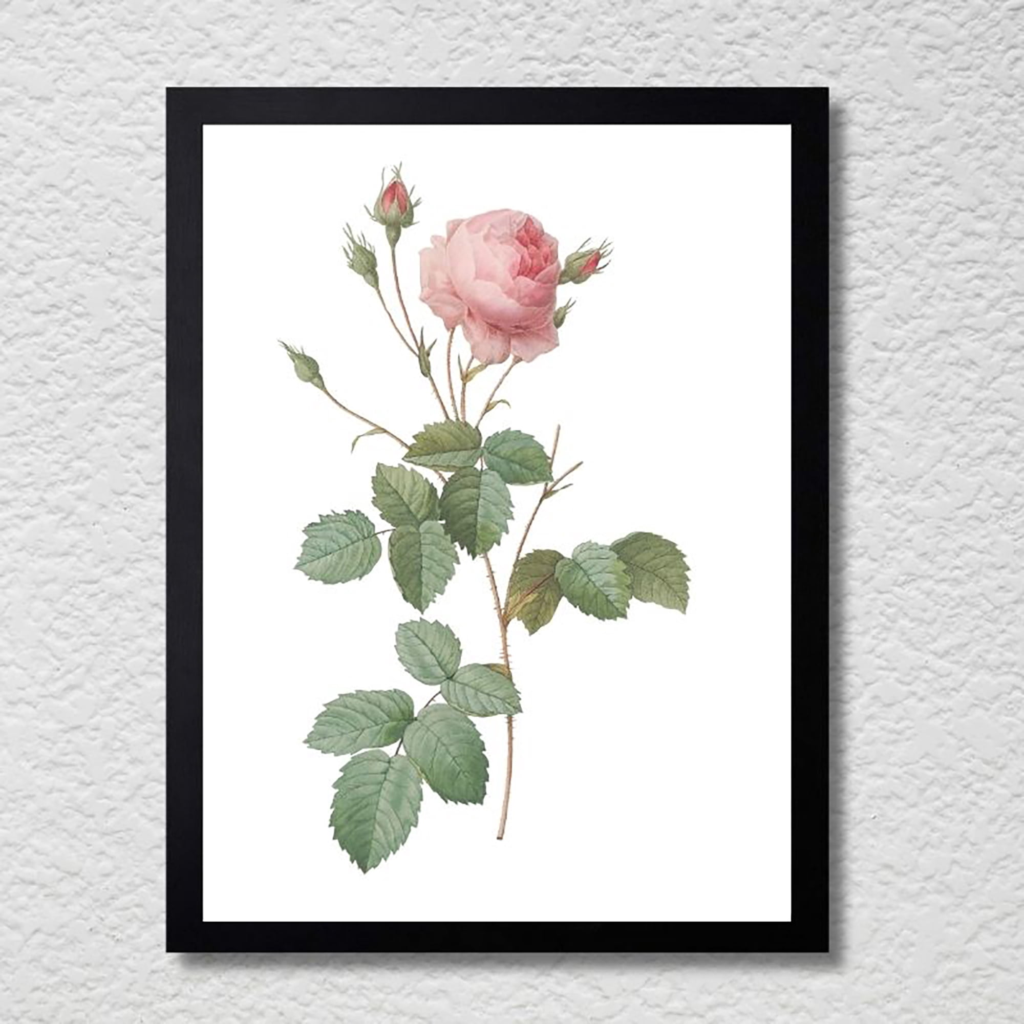 The Cuadritos - Cuadro Decorativo 35x45 Botánica Rosa Bifera