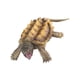 thumbnail image 5 of de tortuga mordedora , juguete educativo, estatua en miniatura, modelo de Animal para niños para estante, decoración de habitación para, 5 of 5
