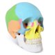 thumbnail image 1 of Modelo de Cráneo Merinden a Tamaño Real de 3 Partes - Anatomía, 1 of 8