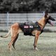 thumbnail image 1 of Arnés para perro PETAC GEAR L negro con sistema MOLLE, 1 of 6