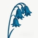 thumbnail image 1 of Álbum Last Night Glasgow This Is The Bluebells, 1 of 1
