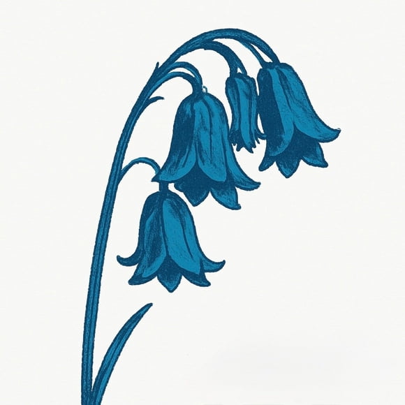 Álbum Last Night Glasgow This Is The Bluebells