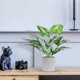 thumbnail image 2 of Plantas artificiales Der Rose, paquete de 2, tropicales para interior, 41 cm, 2 of 8