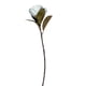 thumbnail image 1 of Magnolia Blanca 74cm Con Acabado Natural, 1 of 3