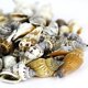 thumbnail image 4 of Conchas marinas de playa mixtas Seashells Super Z Outlet, 50 unidades, 4 of 6