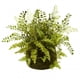 thumbnail image 1 of Planta artificial de helecho mixto casi natural con cesta 4846, 1 of 1