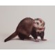 thumbnail image 1 of Productos para mascotas Bell Collar Marshall para hurones (rojo), 1 of 1