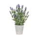 thumbnail image 1 of Planta Decorativa Lavanda 46 cm, 1 of 1