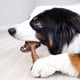 thumbnail image 5 of Juguete para Perro Nylabone Strong Chew Hueso Fémur Grande 23 kg, 5 of 9