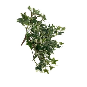 Corel - Hiedra Artificial Inglesa Mini Variegada 30Cm