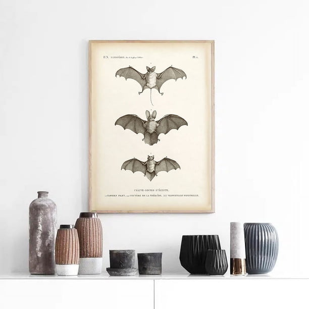 1pc Antique Bat Animal Wall Art Canvas Painting for Living Room Home Decoration - Vintage Bat Print Poster with No Frame