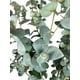 thumbnail image 2 of Árbol Eucalipto 180cm, 2 of 3