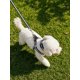 thumbnail image 5 of Correa, Arnés Y Collar Para Perros De Razas Pequeñas, 5 of 6
